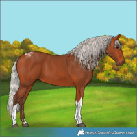 Horse Color:Silver Bay Tobiano