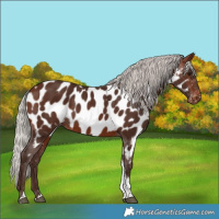 Horse Color:Silver Brown Tobiano Near Leopard