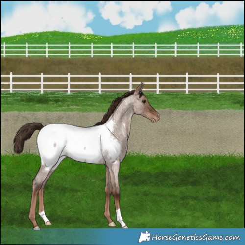 Horse Color:Liver Red Dun Roan Snowcap Rabicano Brindle 