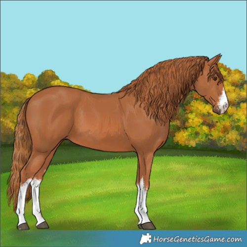 Horse Color:White Spotted Chestnut 