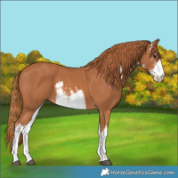 Horse Color:White Spotted Chestnut 