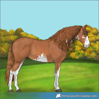 Horse Color:White Spotted Chestnut 