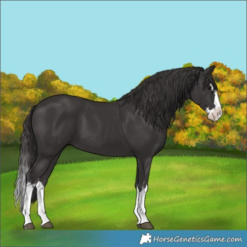 Horse Color:White Spotted Smoky Black Splash 