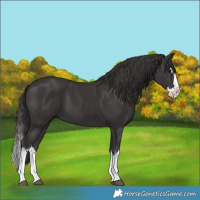 Horse Color:White Spotted Smoky Black Splash
