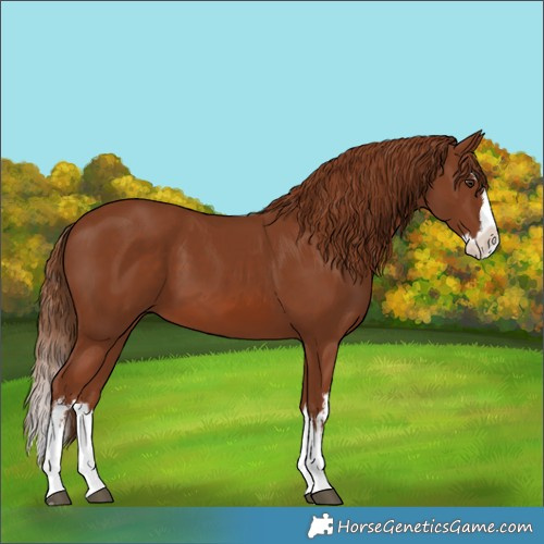 Horse Color:White Spotted Chestnut Splash 