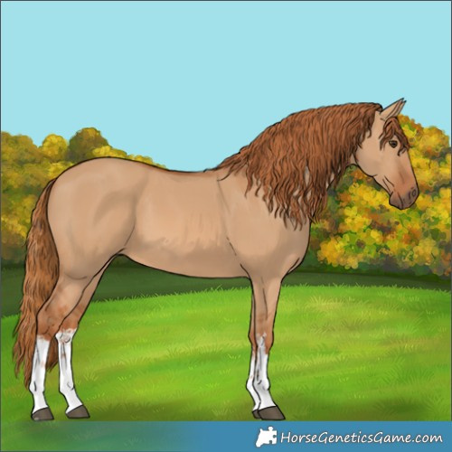 Horse Color:White Spotted Red Dun