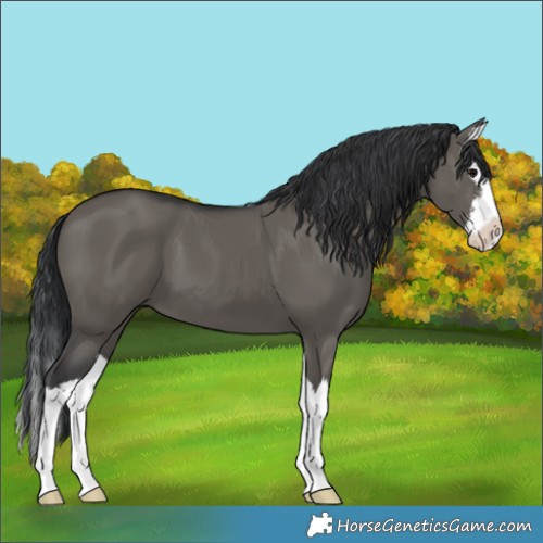 Horse Color:White Spotted Grullo Splash 