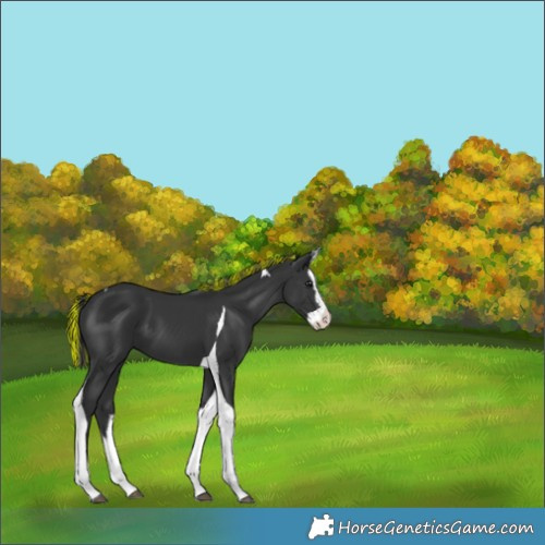Horse Color:Painted Black Splash Tobiano 