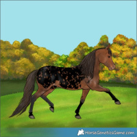 Horse Color:Void Bay Tobiano Appaloosa 