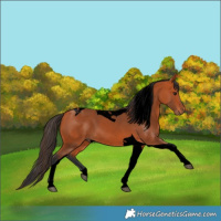 Horse Color:Void Bay Tobiano Rabicano