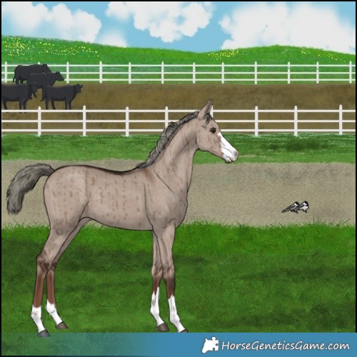 Horse Color:Liver Red Dun Mushroom Brindle 