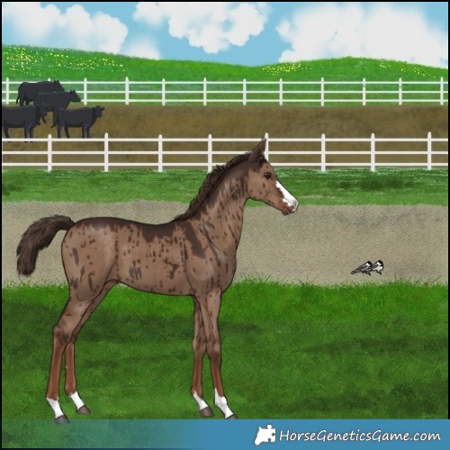 Horse Color:Liver Red Dun Brindle 