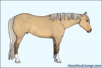 Horse Color:Silver Buckskin Dun 