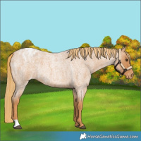 Horse Color:Red Roan Appaloosa Rabicano