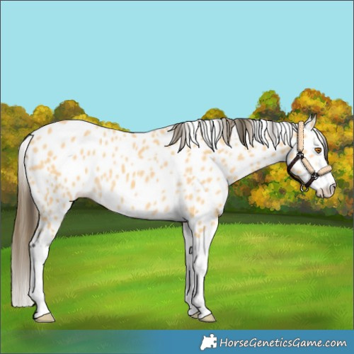 Horse Color:Buckskin Splash Appaloosa