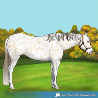 Horse Color:Buckskin Splash Leopard