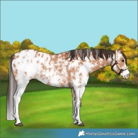 Horse Color:Bay Sabino Blanket Rabicano 