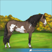 Horse Color:Brown Dun Frame 