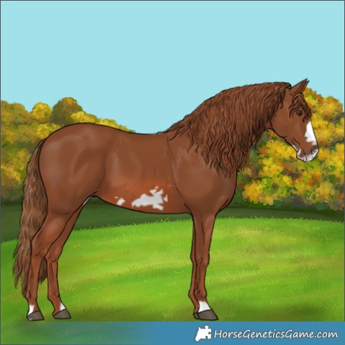 Horse Color:Chestnut Frame