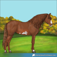Horse Color:Chestnut Frame 