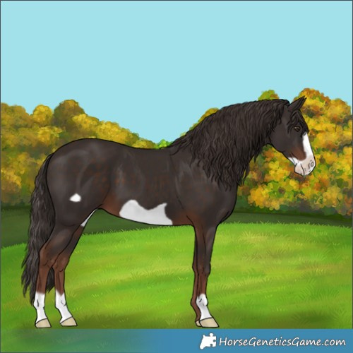 Horse Color:Liver Chestnut Frame 