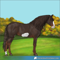 Horse Color:Liver Chestnut Frame
