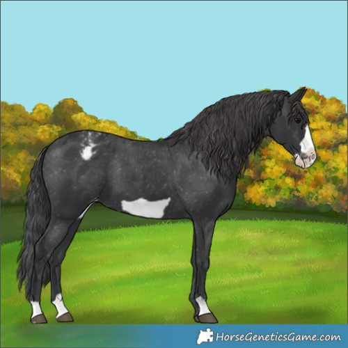 Horse Color:Black Frame Appaloosa 