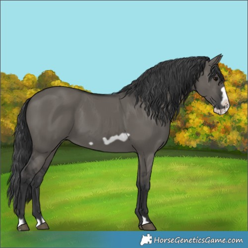 Horse Color:Grullo Frame