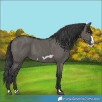 Horse Color:Grullo Frame 