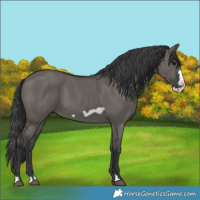 Horse Color:Grullo Frame 