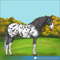 Horse Color:Black Splash Frame Near Leopard
