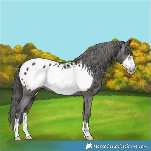 Horse Color:Liver Chestnut Frame Appaloosa 