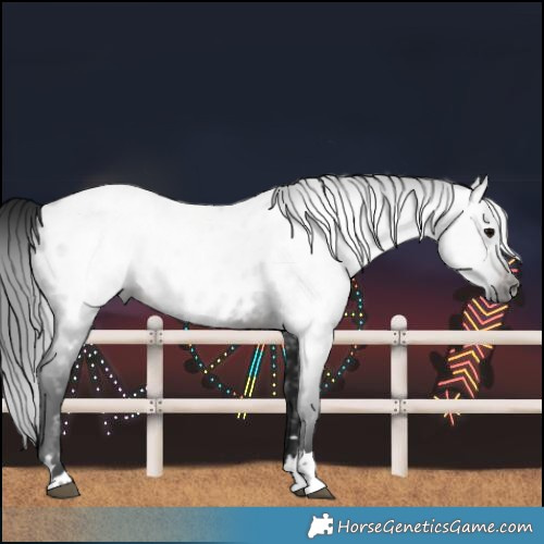 Horse Color:Gray Brown Near Leopard 