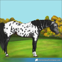 Horse Color:Gray Brown Appaloosa