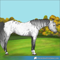 Horse Color:Gray Brown Appaloosa 