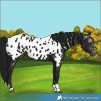 Horse Color:Gray Brown Appaloosa
