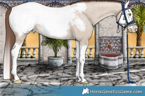 Horse Color:Sable Champagne Dun Splash Appaloosa 
