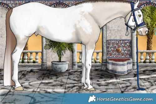 Horse Color:Sable Champagne Dun Splash Snowcap 