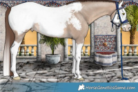 Horse Color:Sable Champagne Dun Splash Appaloosa