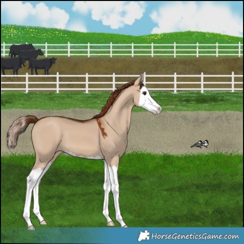 Horse Color:Red Dun Splash 