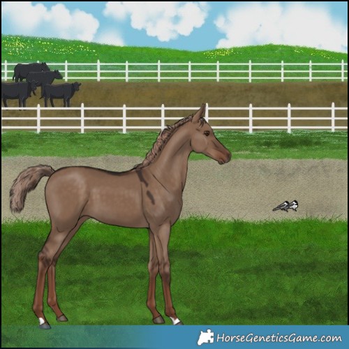 Horse Color:Liver Red Dun 