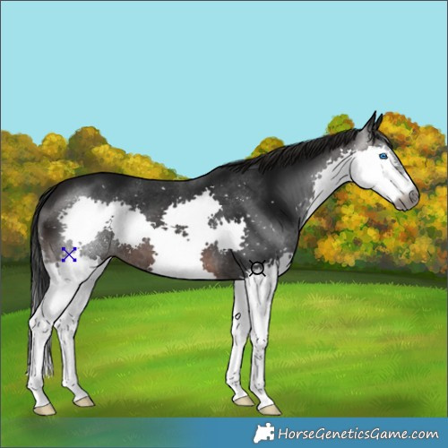 Horse Color:Gray Brown Splash