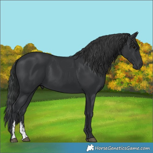 Horse Color:Unknown 