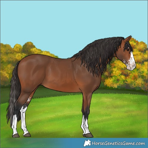 Horse Color:Bay Sabino Splash 