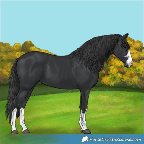 Horse Color:Black