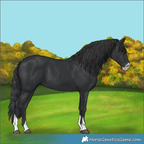 Horse Color:Black Sabino Tobiano 