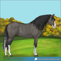 Horse Color:Grullo Splash