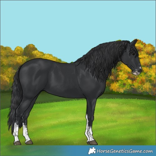 Horse Color:Black Sabino 
