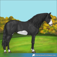 Horse Color:Black Frame 