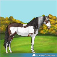 Horse Color:Brown Sabino Frame 